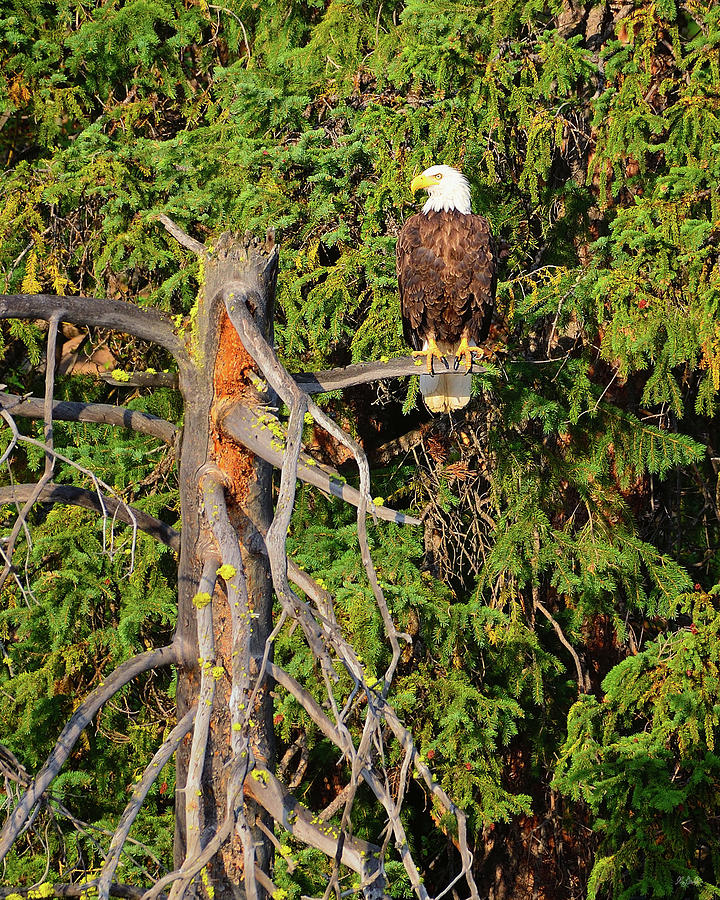 American Bald Eagle Photograph by Greg Norrell