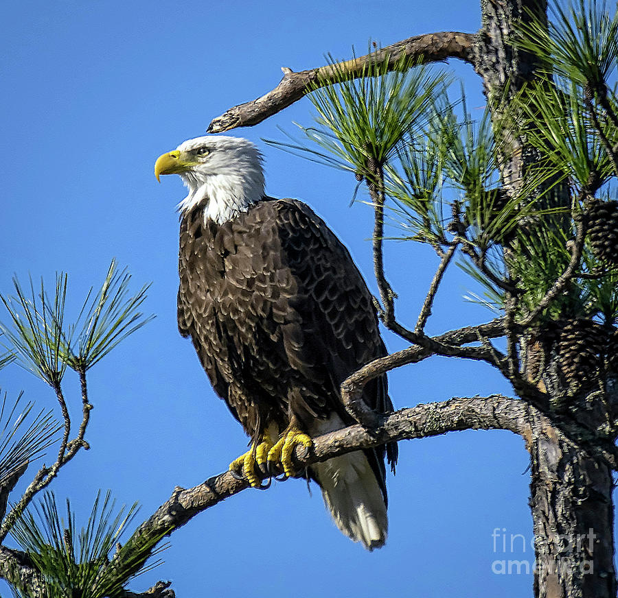 American Bald Eagle - Haliaeetus Leucocephalus Photograph by DB Hayes
