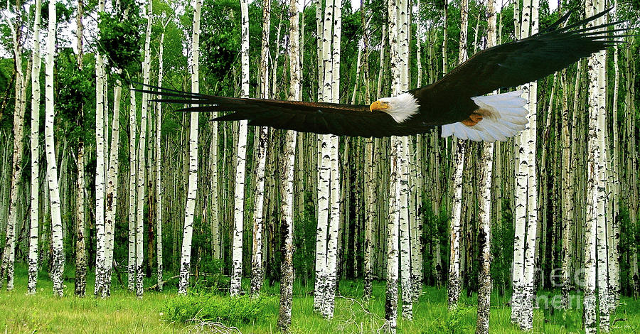 Steve Mcqueen Painting - American Bald Eagle, hunting, Cutthroat River Basin, Colorado by Thomas Pollart
