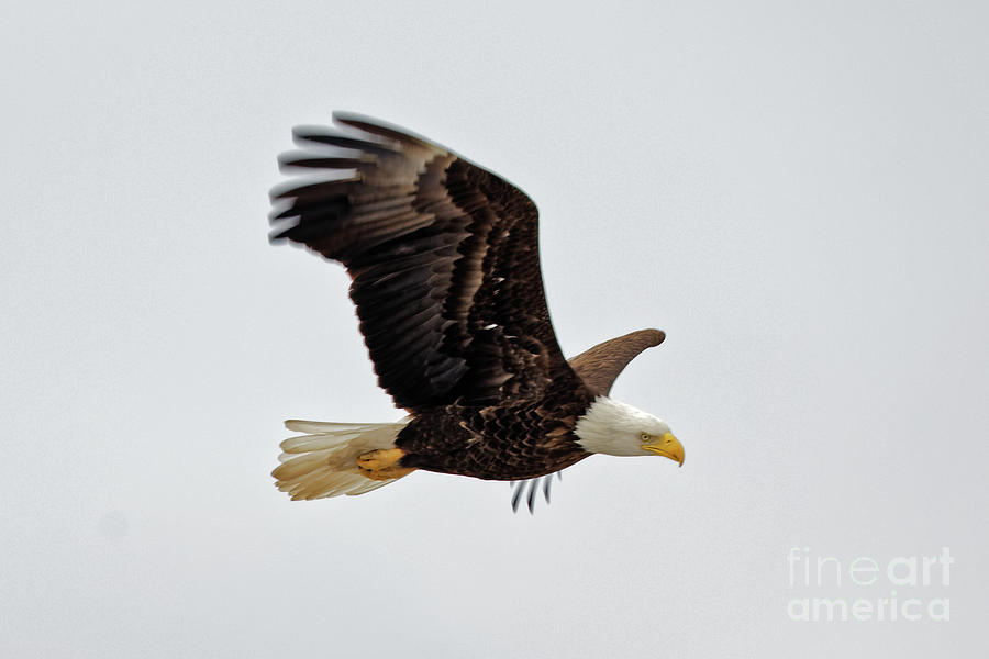 American Bald Eagle in Flight 2 Photograph by Natural Focal Point Photography