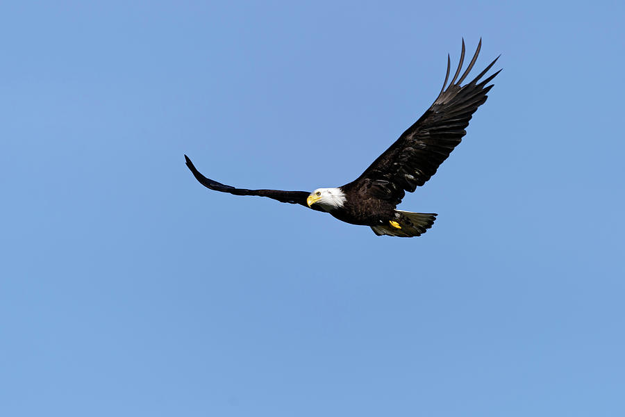 American Bald Eagle in flight Photograph by Gary Langley