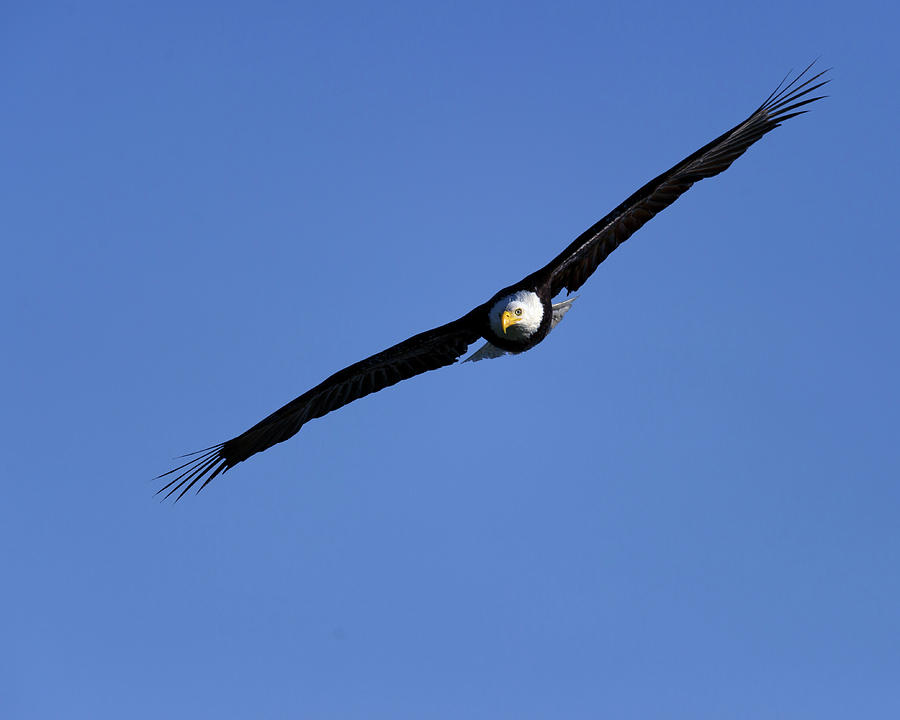 American Bald Eagle in flight IIII Photograph by Gary Langley