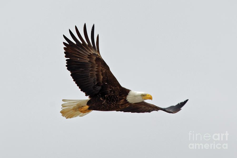 American Bald Eagle in Flight Photograph by Natural Focal Point Photography