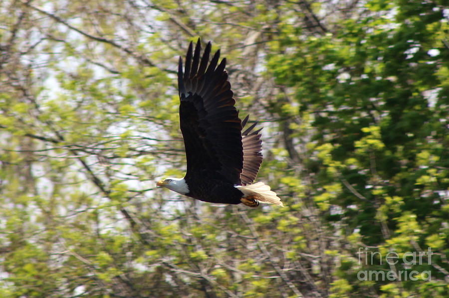American Bald Eagle in Flight over the Quinnebaug River  Photograph by Neal Eslinger