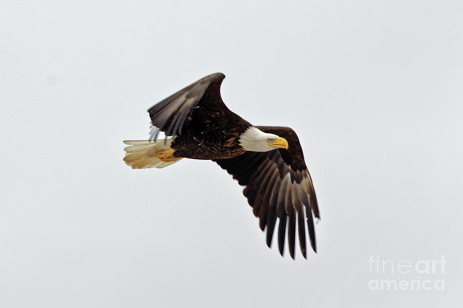 American Bald Eagle in Minnesota Photograph by Natural Focal Point Photography