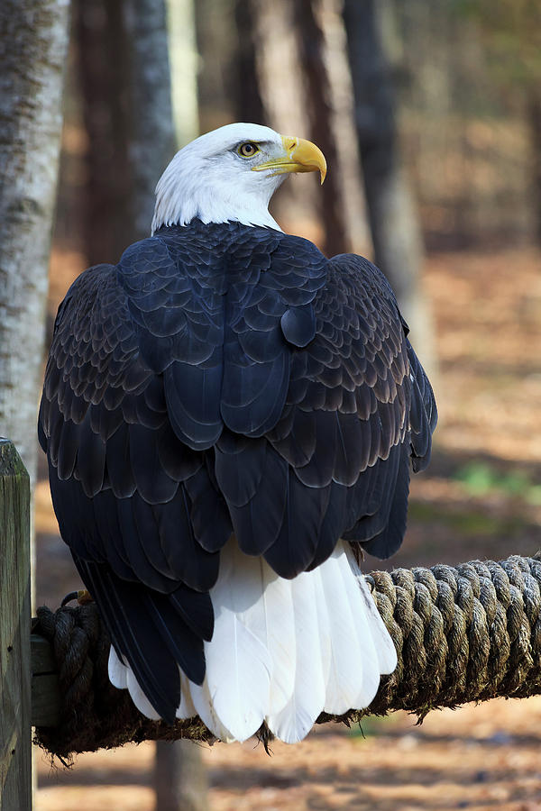 American Bald Eagle Photograph by Jill Lang