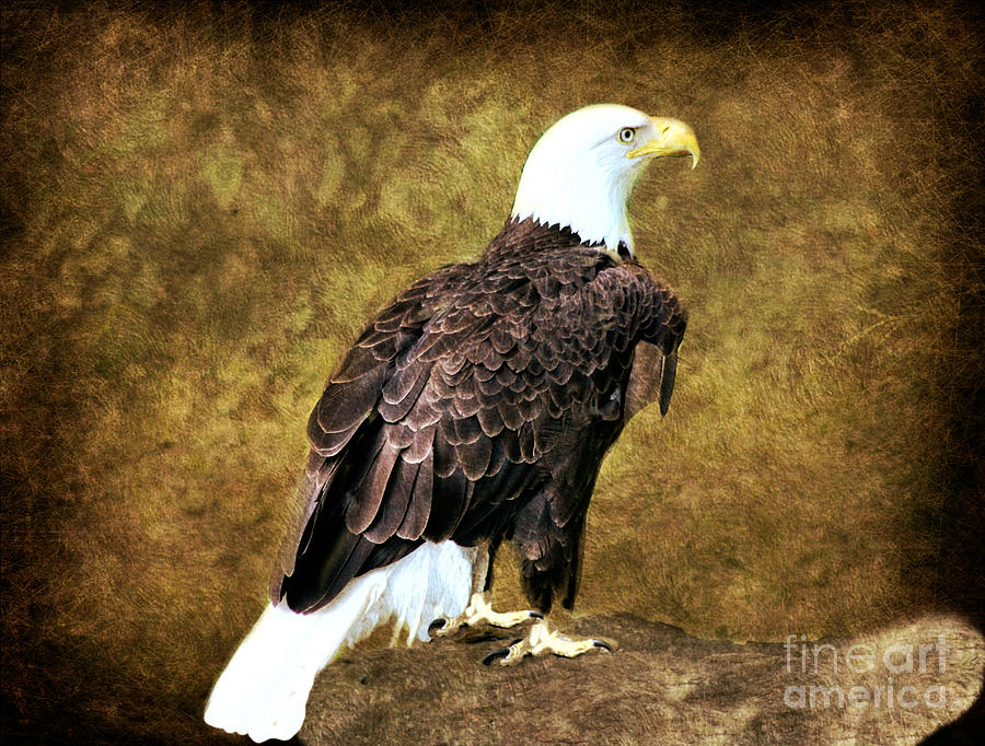 American Bald Eagle Photograph by Judy Palkimas