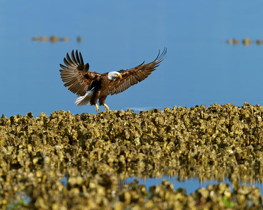 American Bald Eagle landing Photograph by Gary Langley