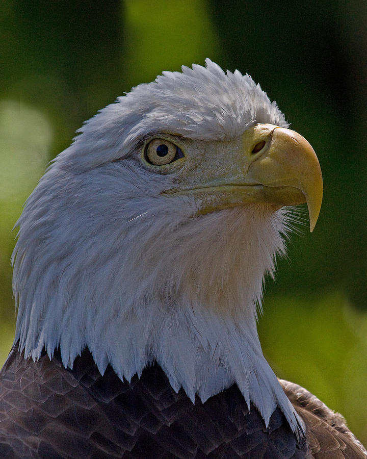 American Bald Eagle Photograph by Larry Linton