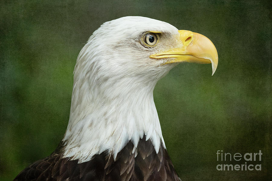 American Bald Eagle Photograph by Linda D Lester - Fine Art America