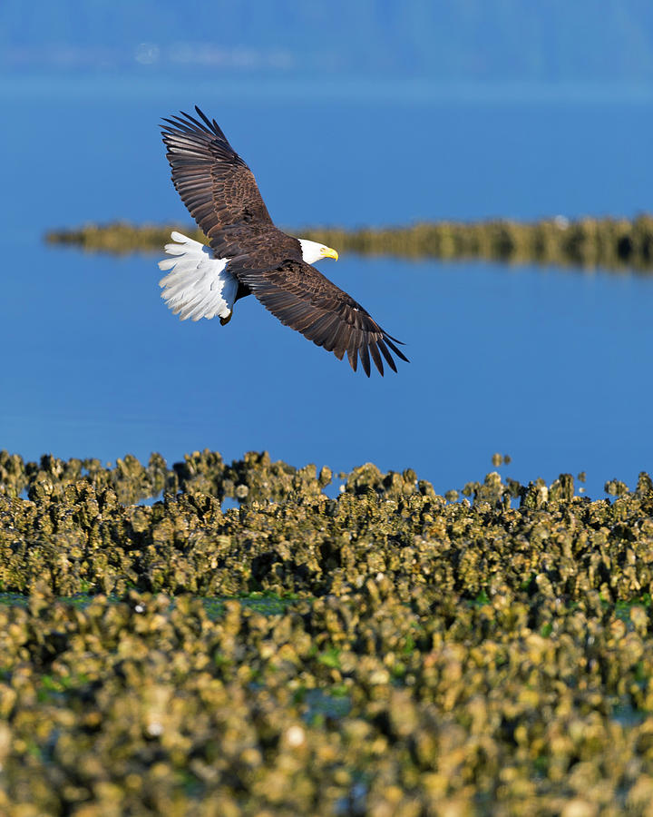 American Bald Eagle on Approach for landing Photograph by Gary Langley