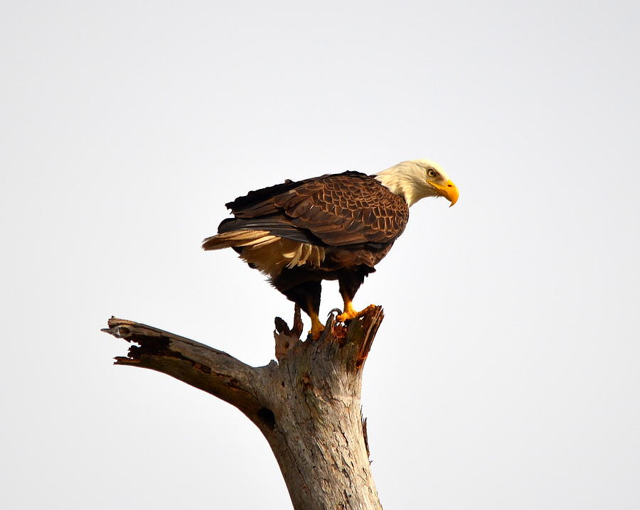 American Bald Eagle On Lookout Photograph