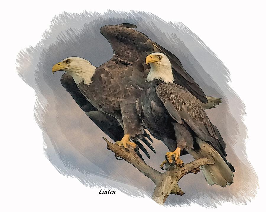 American Bald Eagle Pair Digital Art by Larry Linton