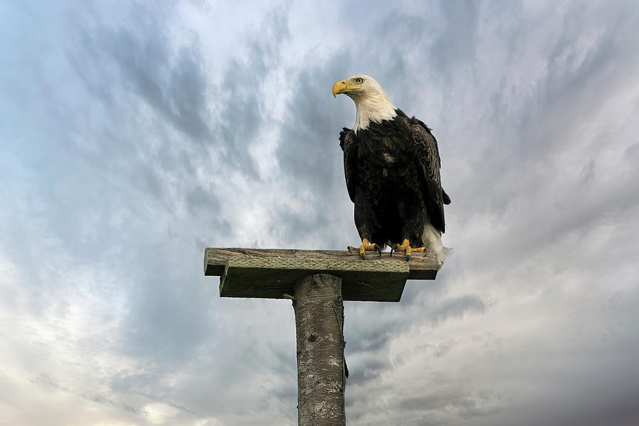 American Bald Eagle Perched on a Pole Photograph by David Gn