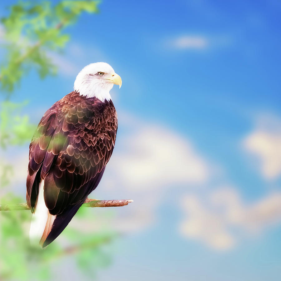 American Bald Eagle Perched On Tree Photograph