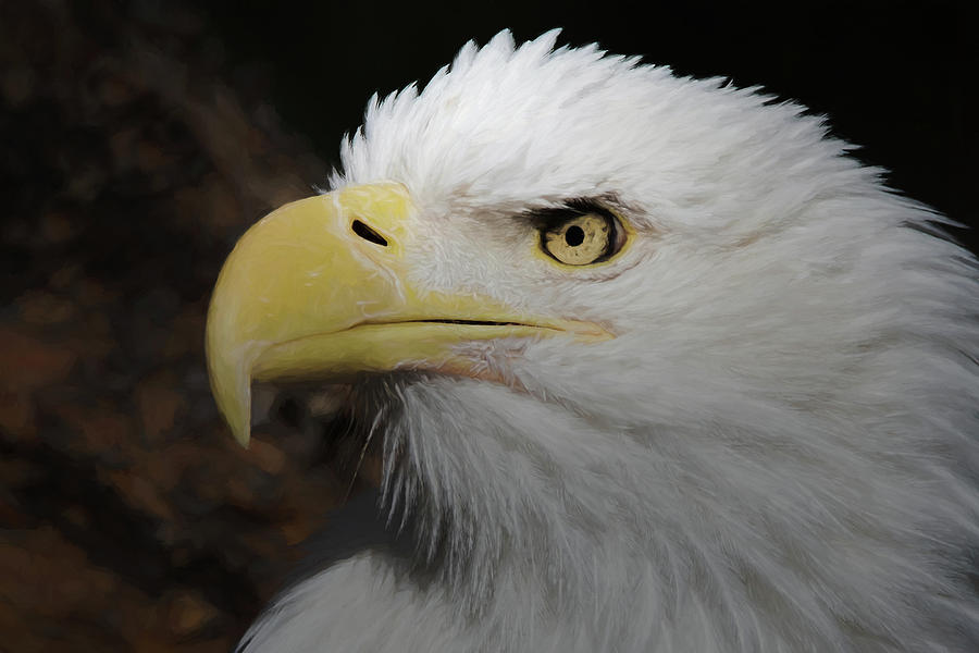 American Bald Eagle Portrait 2 Digital Art by Ernest Echols