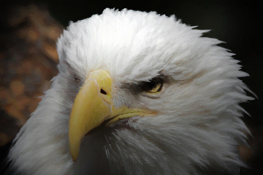 American Bald Eagle Portrait 3 Digital Art by Ernest Echols