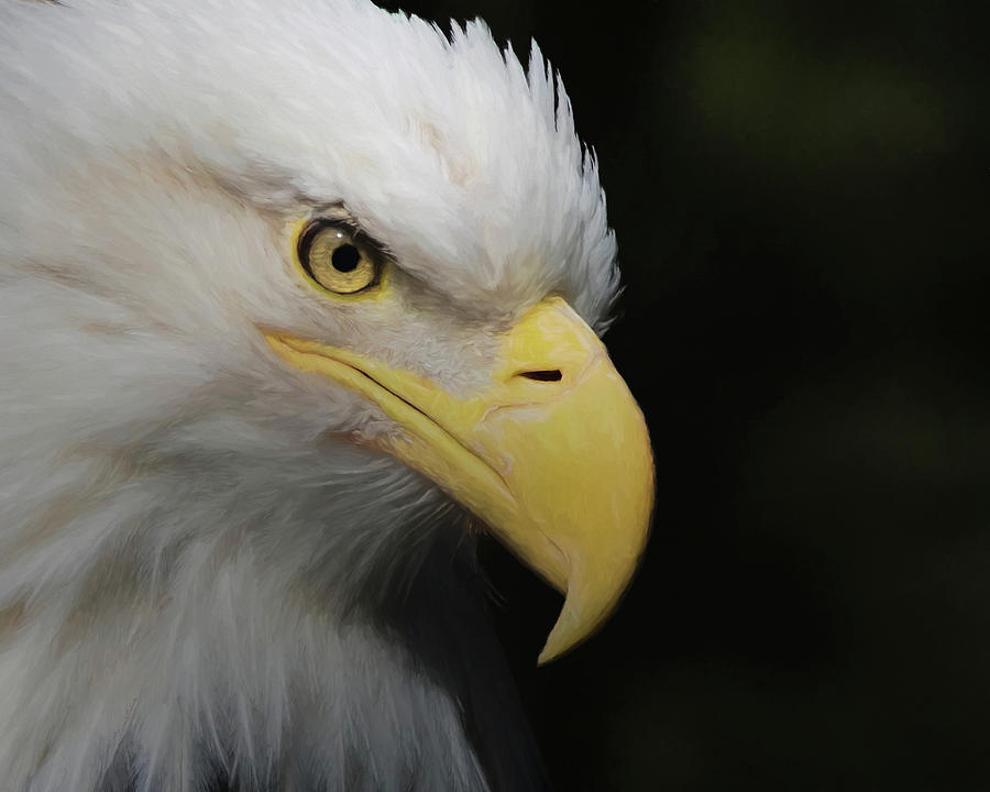 American Bald Eagle Portrait 4 Digital Art by Ernest Echols