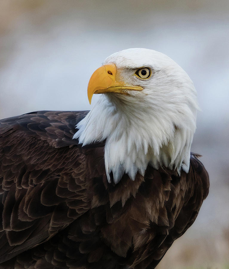 Eagle Photograph - American Bald Eagle Portrait by Angie Vogel