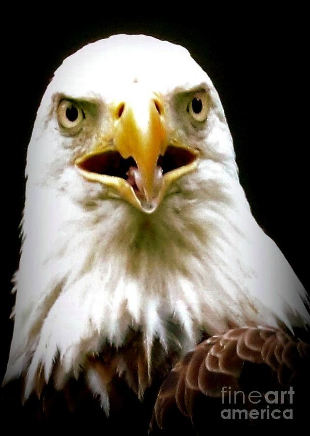American Bald Eagle Portrait Photograph