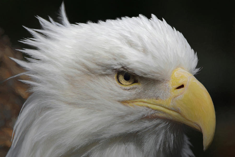 American Bald Eagle Portrait Digital Art by Ernest Echols