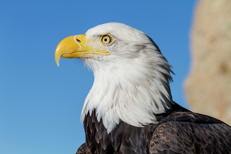American Bald Eagle Profile Photograph by Teri Virbickis