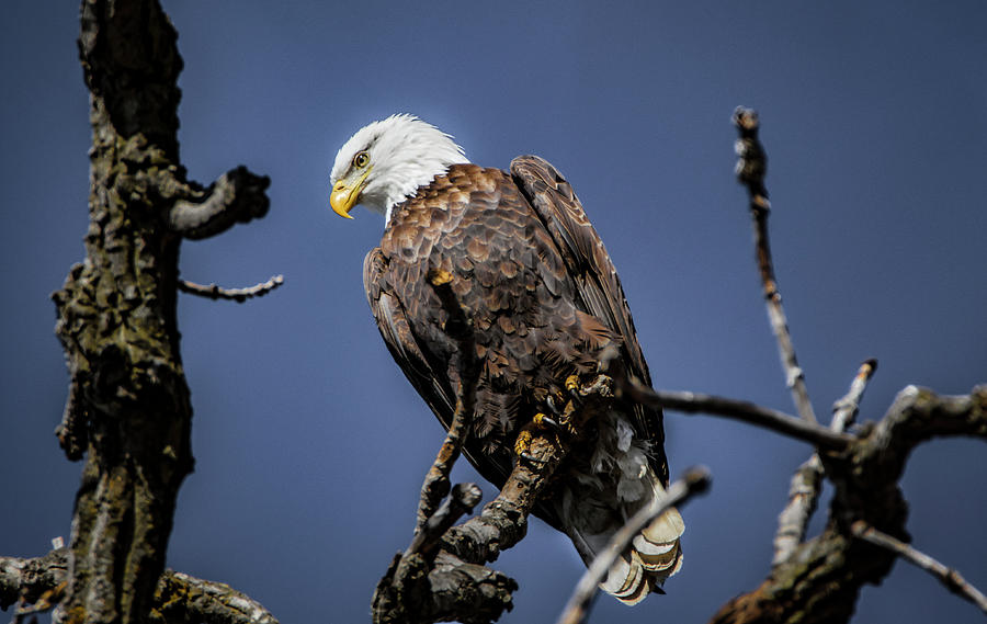American Bald Eagle Photograph by Ray Congrove