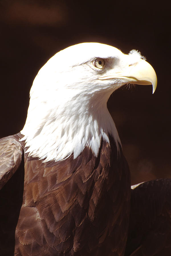 American Bald Eagle Photograph by Richard Henne