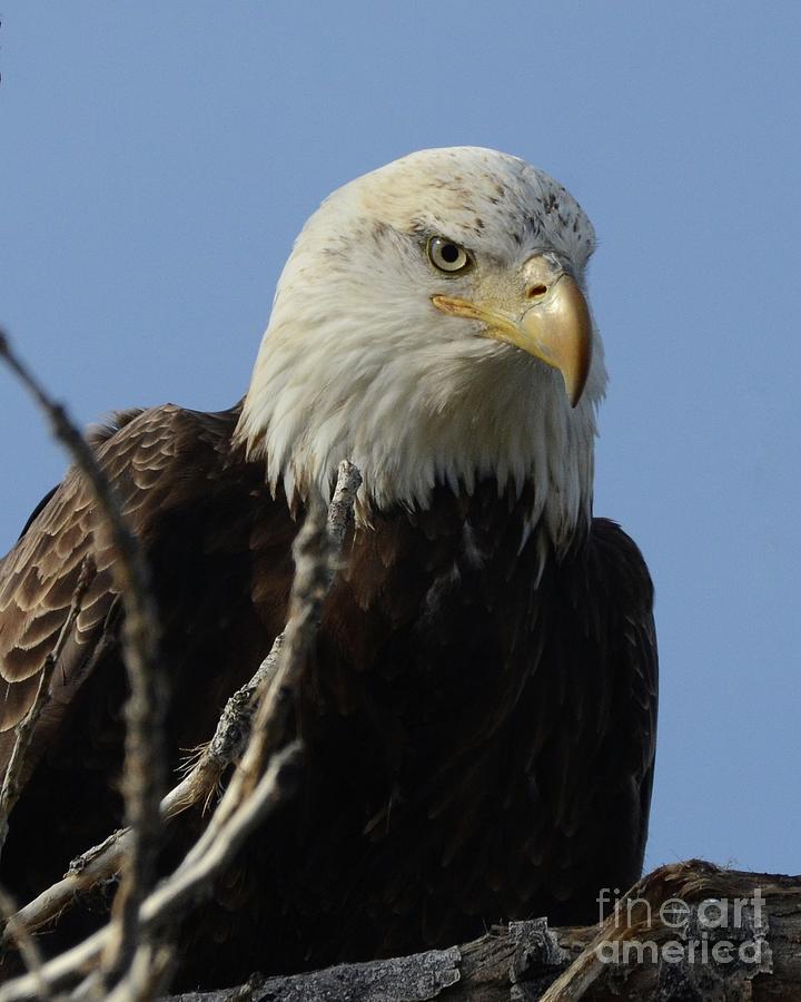 American Bald Eagle Photograph by Robert Buderman