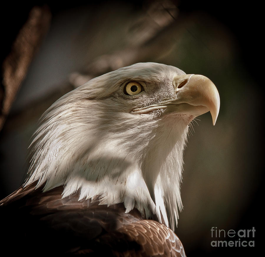 American Bald Eagle Photograph by Robert Frederick