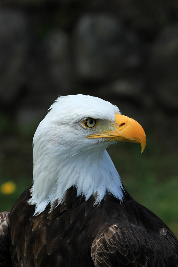 American Bald Eagle Photograph by Robert Hamm - Fine Art America