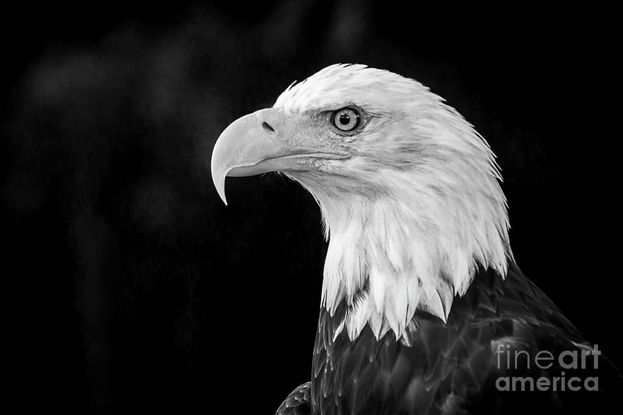 American Bald Eagle Photograph by Sal Ahmed