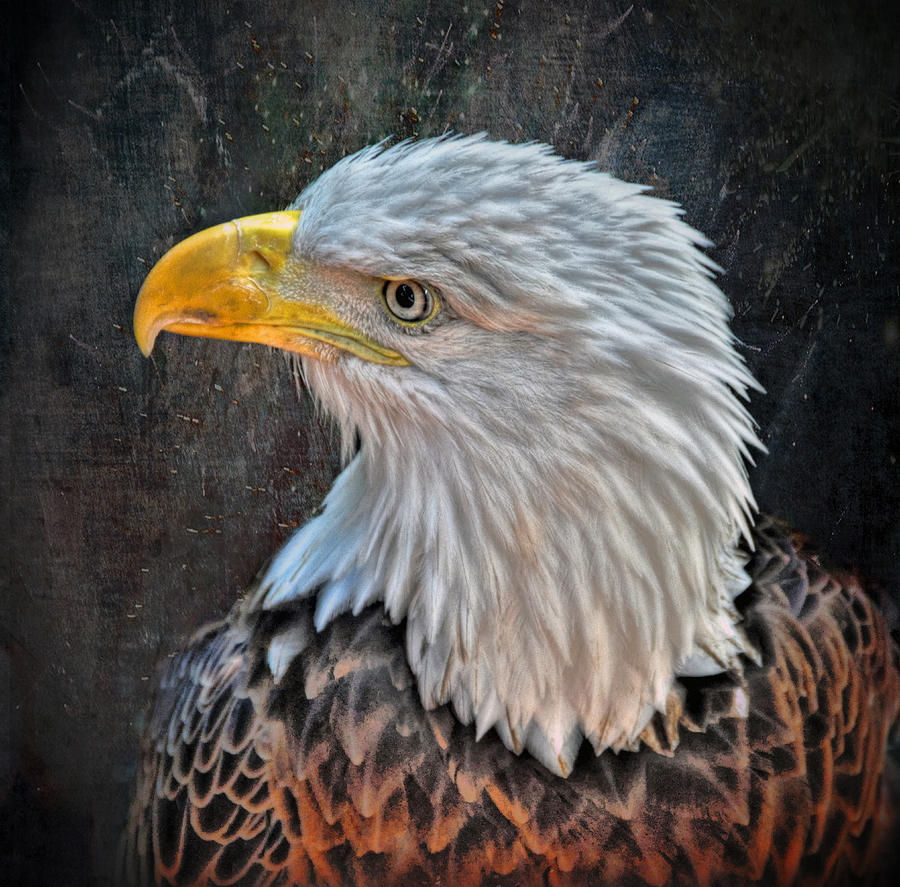 American Bald Eagle Photograph by Savannah Gibbs