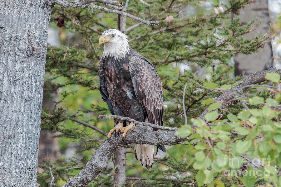 American Bald Eagle Sitting Proud Photograph by Nikki Vig