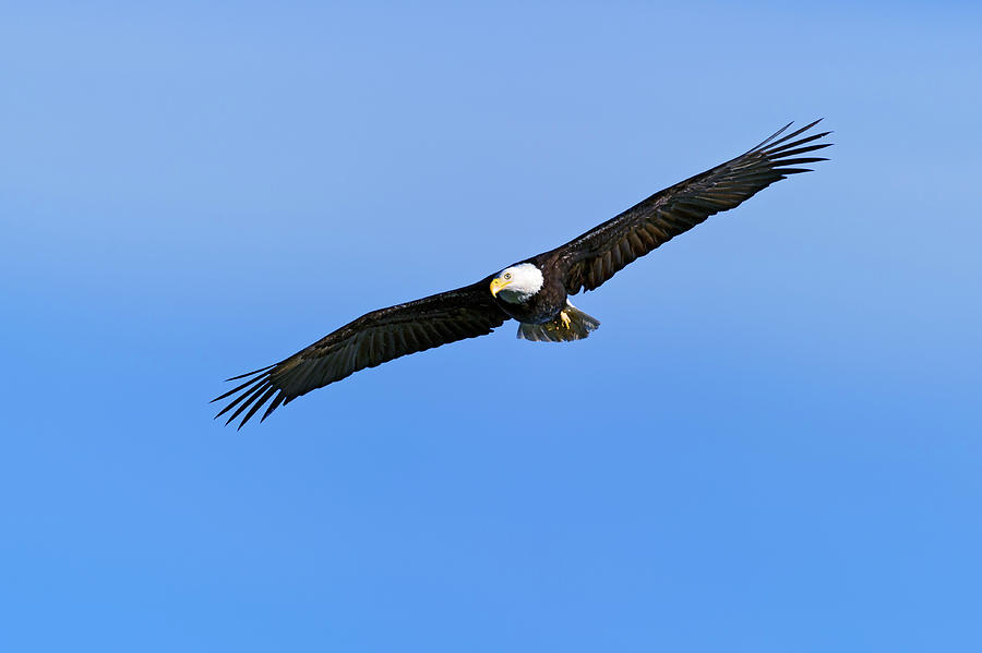 American Bald Eagle Soaring Photograph by Gary Langley - Fine Art America