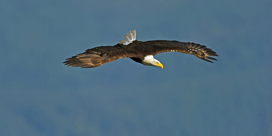 American Bald Eagle Soaring II Photograph by Gary Langley