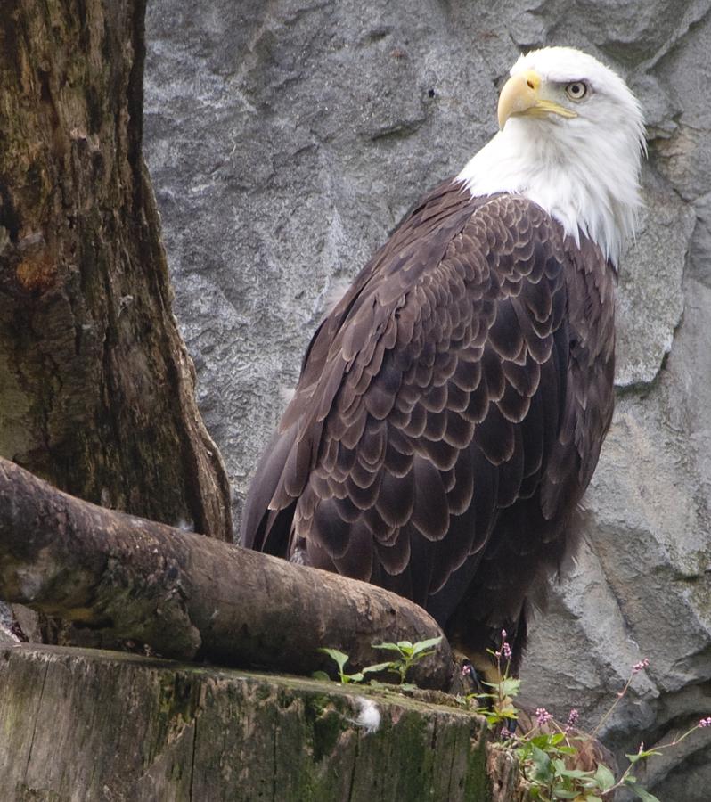 Eagle Photograph - American Bald Eagle by Steven Natanson