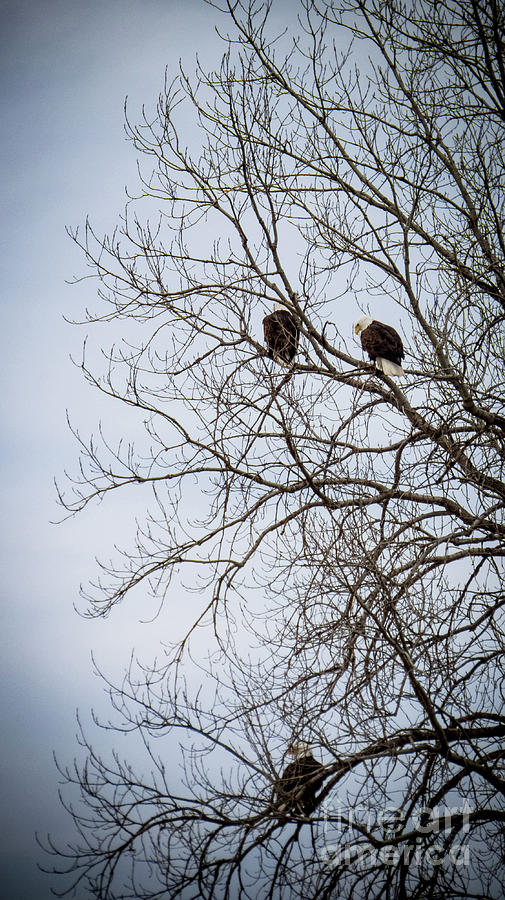 American Bald Eagle Tree Photograph