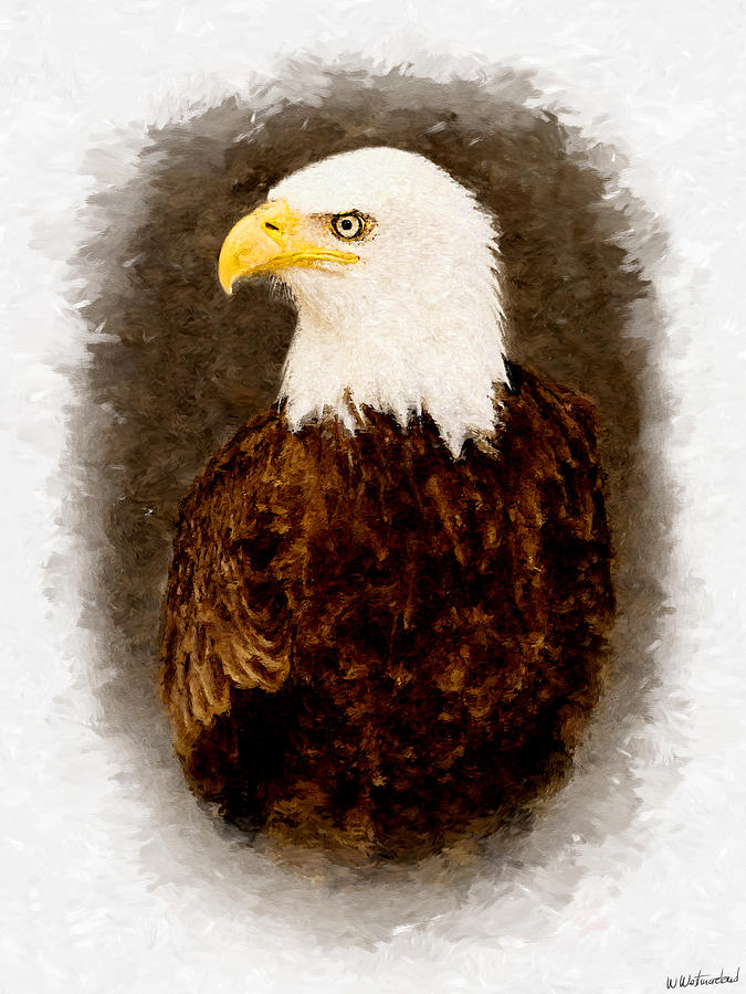 American Bald Eagle Photograph by Weston Westmoreland