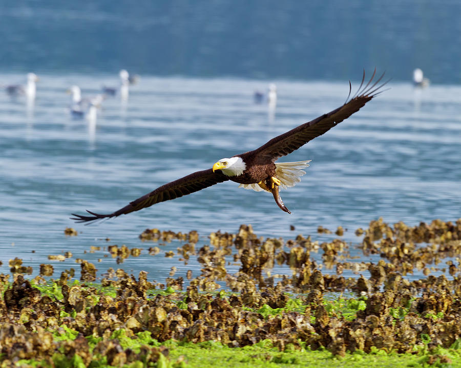American Bald Eagle with lunch Photograph by Gary Langley
