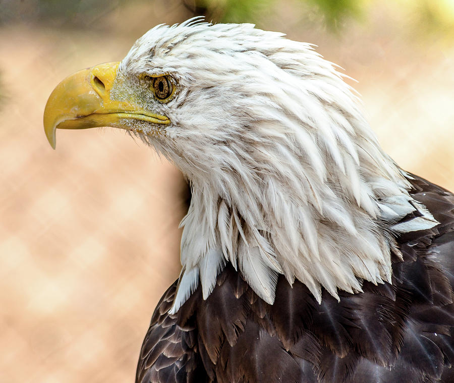 American Bald Eagle Photograph by Yeates Photography
