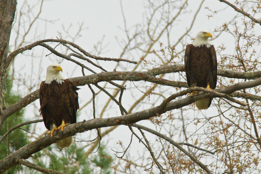 American Bald Eagles 3927 Photograph by Michael Peychich