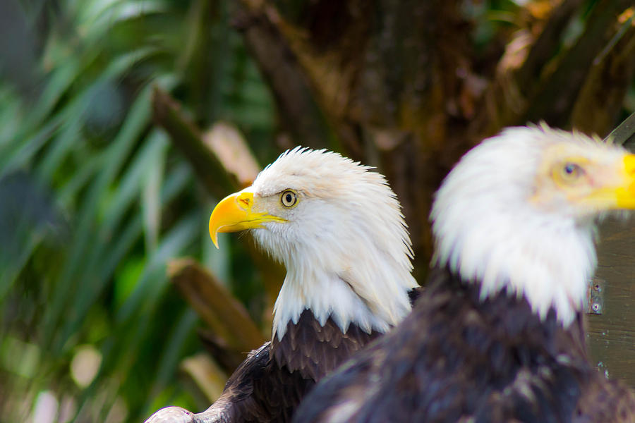 American Bald Eagles Photograph by Shannon Harrington