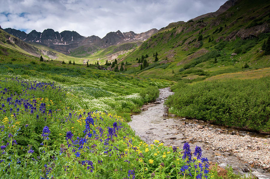 American Basin Flowers Photograph by Steve Stuller