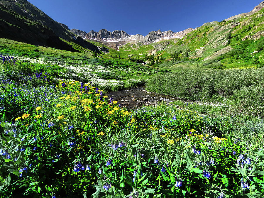 Mountain Photograph - American Basin wildflowers by Carol Milisen