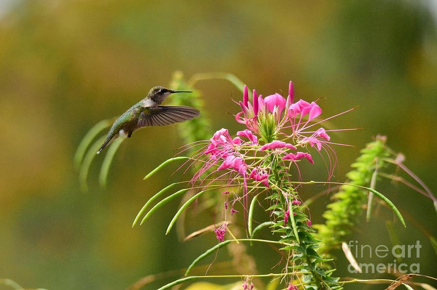 Hummingbird Photograph - American Beauty by Charles Trinkle