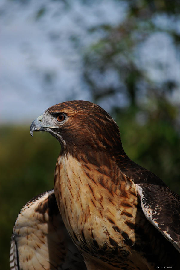 Birds Of Prey Photograph - American Beauty II by Michelle BarlondSmith Birds Of Prey Photograph - American Beauty II by Michelle BarlondSmith