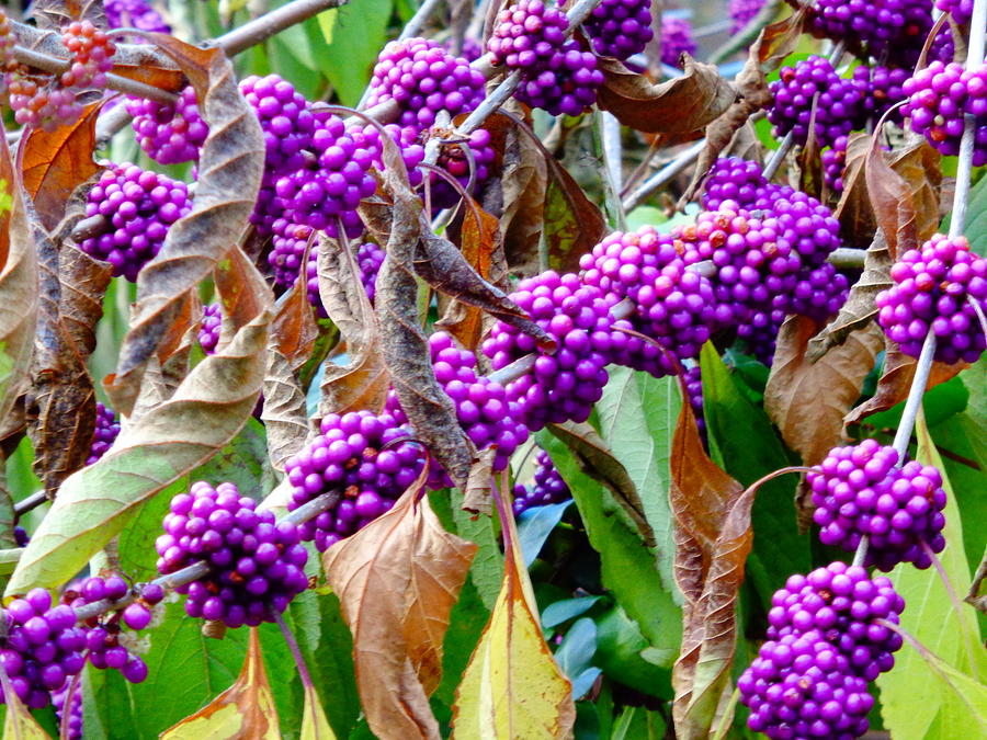 American Beautyberry Photograph by Deborah Lacoste