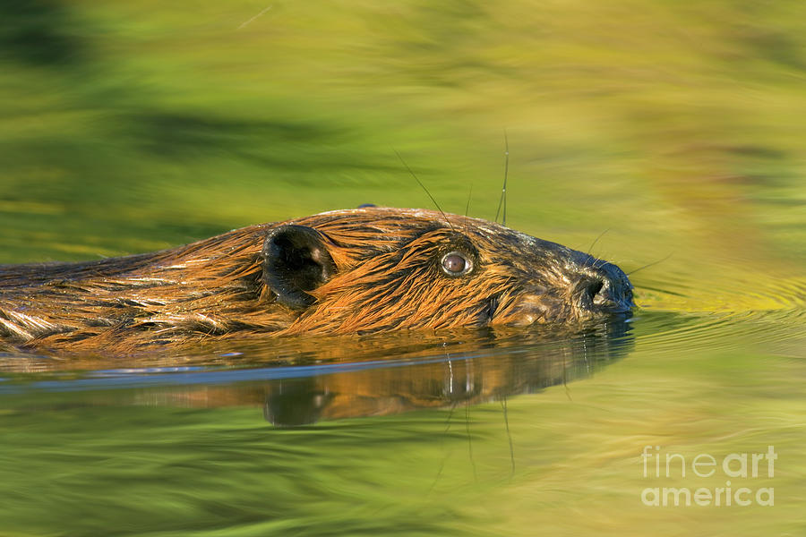 American Beaver Swimming Photograph by Yva Momatiuk John Eastcott