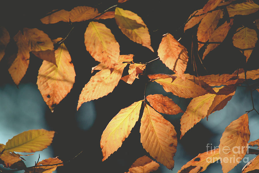 American Beech Leaves Photograph by Cheryl Baxter